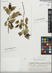 Foto von Salix fragilis L. x Salix pentandra L.